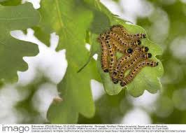 Attēlu rezultāti vaicājumam “Phalera bucephala imago”