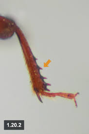 Attēlu rezultāti vaicājumam “Dendrophagus crenatus”