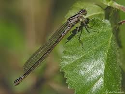 Attēlu rezultāti vaicājumam “Coenagrion armatum female”