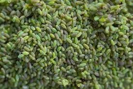 Attēlu rezultāti vaicājumam “Chrysopa eggs”