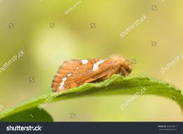 Attēlu rezultāti vaicājumam “Phymatopus hecta”