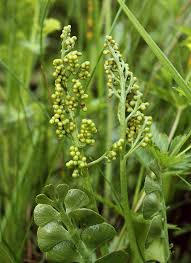 Attēlu rezultāti vaicājumam “Botrychium lunaria”