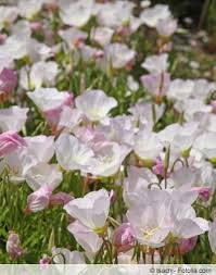 Image result for Nachtkerze