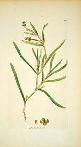 Attēlu rezultāti vaicājumam “Potamogeton compressus”