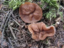 Attēlu rezultāti vaicājumam “Discina perlata”