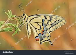 Attēlu rezultāti vaicājumam “Papilio machaon”