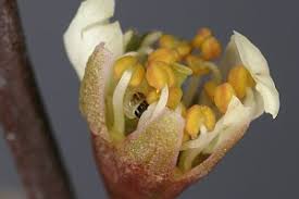 Attēlu rezultāti vaicājumam “Argyresthia spinosella”
