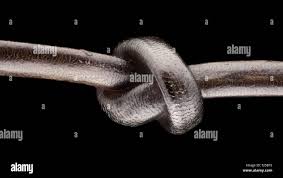 Image result for human hair microscope image