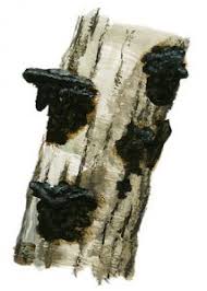 Attēlu rezultāti vaicājumam “Exidia truncata”