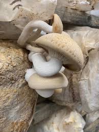 Attēlu rezultāti vaicājumam “Hypsizygus ulmarius”