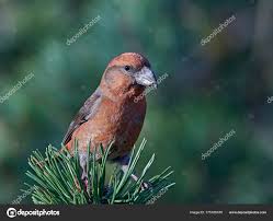 Attēlu rezultāti vaicājumam “Loxia pytyopsittacus”