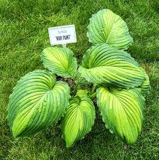 Image result for Hosta Warpaint