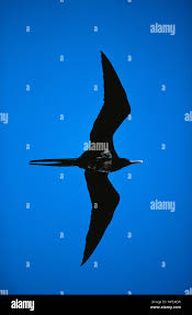 Image result for Fregata aquila