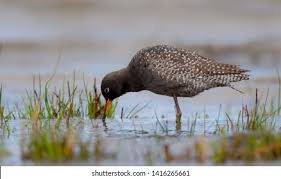 Image result for Tringa erythropus