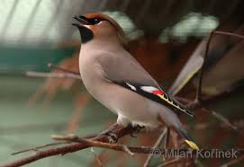 Attēlu rezultāti vaicājumam “Bombycilla garrulus adult”