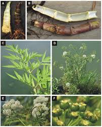 Attēlu rezultāti vaicājumam “Cicuta virosa leaf”