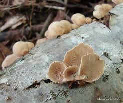 Attēlu rezultāti vaicājumam “Panellus stipticus”