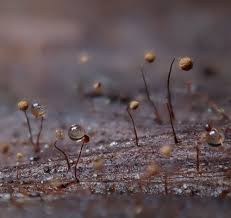 Attēlu rezultāti vaicājumam “Ophiotheca chrysosperma macro”