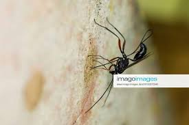 Attēlu rezultāti vaicājumam “Ichneumonidae imago”