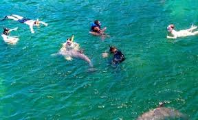 Image result for Belfairs Dolphins Snorkelling Club