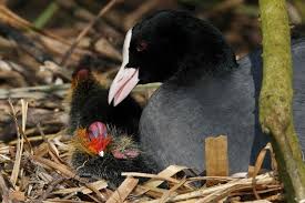 Attēlu rezultāti vaicājumam “Fulica atra nest”