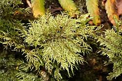 Attēlu rezultāti vaicājumam “Hylocomium splendens sporophyte”