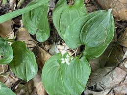 Attēlu rezultāti vaicājumam “Maianthemum bifolium”