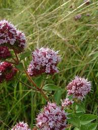 Attēlu rezultāti vaicājumam “Origanum vulgare flower”