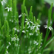 Attēlu rezultāti vaicājumam “Myosurus minimus flower”