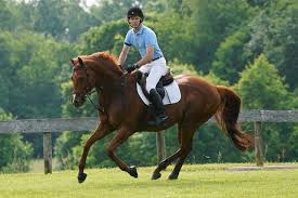 Image result for The Riding Centre