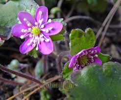 Attēlu rezultāti vaicājumam “Hepatica nobilis leaf”