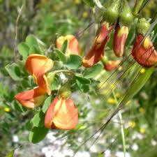 Image result for Colutea x media (arborescens x orientalis)