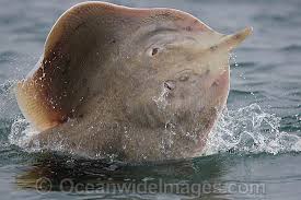 Image result for Rostroraja eglanteria