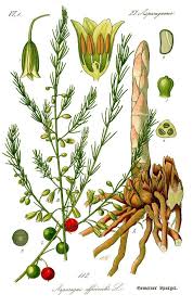 Attēlu rezultāti vaicājumam “Asparagus officinalis fruit”