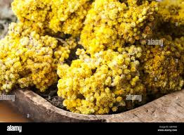 Attēlu rezultāti vaicājumam “Helichrysum arenarium flower”