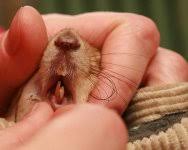 Картинки по запросу белку зажевало в диск