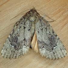 Attēlu rezultāti vaicājumam “Amphipyra livida”