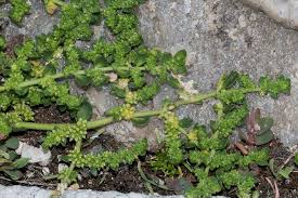 Attēlu rezultāti vaicājumam “Herniaria glabra”