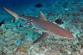 Image result for Carcharhinus amblyrhynchos