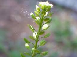 Attēlu rezultāti vaicājumam “Lepidium densiflorum bud”