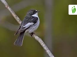 Attēlu rezultāti vaicājumam “Ficedula hypoleuca male”