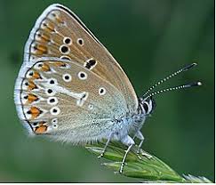 Attēlu rezultāti vaicājumam “Eumedonia eumedon male”