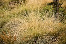 Attēlu rezultāti vaicājumam “Festuca altissima leaf”