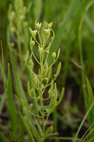 Attēlu rezultāti vaicājumam “Thesium ebracteatum”