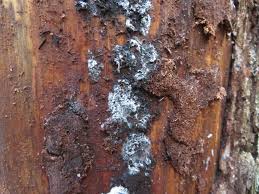 Attēlu rezultāti vaicājumam “Amaurochaete atra”