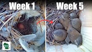 Attēlu rezultāti vaicājumam “nest”