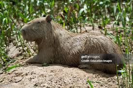 Attēlu rezultāti vaicājumam “Hydrochoerus hydrochaeris”