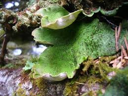 Attēlu rezultāti vaicājumam “Peltigera malacea”