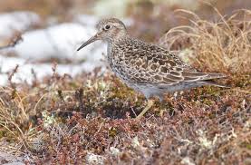 Attēlu rezultāti vaicājumam “Calidris maritima adult”