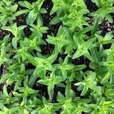 Attēlu rezultāti vaicājumam “Gentiana cruciata bud”